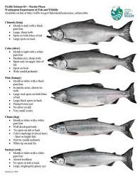 Use These Charts To Confidently Id Trout Salmon Species