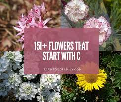 Flowers that start with t are just like that, plain mesmerizing. 151 Flowers Plants That Start With C With Pictures And Facts