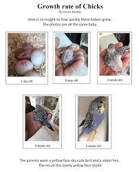 About Breeding Genetics United Budgerigar Society Inc