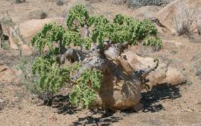 Image result for Cyphostemma subciliatum