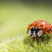 Lovethispic offers ladybug good morning quote pictures, photos & images, to be used on. Good Morning Ladybug Macro Wallpaper