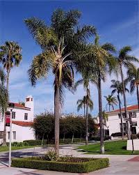 Image result for Syagrus romanzoffiana