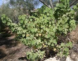 Image result for Abutilon hirtum