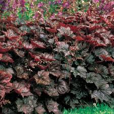 Image result for Heuchera `Palace Purple`