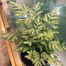 Image result for Pteris burtonii