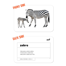 Write the song on chart paper and extend the experience by creating a chart that includes the names and pictures of additional baby animals, including ducklings, tadpoles, fawn, penguin chick, lion cubs, sea otter pups, and so on. Flash Cards For Learning Animals Name Their Young One S Name 1yr 6yr Hungry Brain