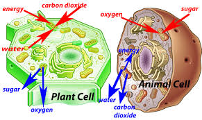 This is the major difference between plants and animals: 3 3 Plant Cells Year 8 Science