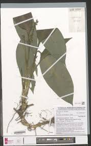 Image result for Chlorophytum sparsiflorum