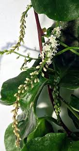 Image result for Basellaceae