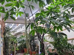 Image result for Kořenokvětka Aspidistra