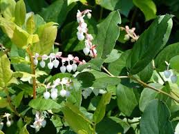 Here are 10 great options for shrubs with white flowers. Northwest Native Plant Trail Slideshow Evergreen Arboretum And Gardens