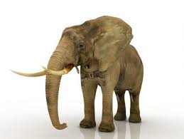 Elephant Free 3d Model Elephant Animals 3d Model
