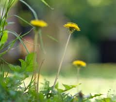 When To Use A Weed Killer Kill Weeds How To Apply The Strongest Weed Killer Roundup Weedkiller Spray