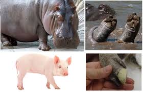 They are unclean for you, and anyone who touches the dead body of one of these animals will become unclean. Are There Really Just Four Non Kosher Animals With One Sign Mayim Achronim