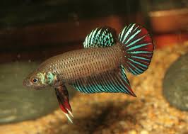Betta macrostoma, the glorious betta macrostoma, also called the tail spot betta, is the largest betta available newly released betta macrostomas fry fish. Best 8 Wild Betta Fish For Your Aquarium You Betta Believe It Keeping Fish