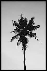 Black and white is a trendy and timeless poster category that always adorns its surroundings in a fashion conscious home. Palm Tree Black White Posters Online Artiksdesign De