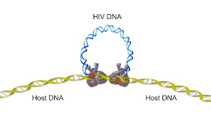 Image result for Integrase Strand Transfer Inhibitor