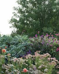 Image result for Melianthus major
