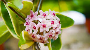 Image result for hoya plant flower