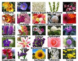 Tulip season runs from the end of march until mid may, but the flowers are usually at their best halfway through april. Pin By Oceanside California Flowers On Seasonal Flowers By Month Seasonal Flowers Calla Lily Flowers