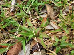 Image result for Juncus lomatophyllus