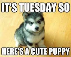 150 most beautiful care quotes and sayings; Collection 100 Funny Tuesday Memes Pictures Images For Motivation Quoteslists Com Number One Source For Inspirational Quotes Illustrated Famous Quotes And Most Trending Sayings