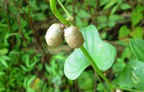Image result for Dioscorea cotinifolia