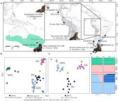 Genomic evidence for homoploid hybrid speciation in a marine mammal apex  predator | Science Advances