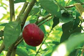 Buah mahkota dewa mengandung senyawa flavonoid, tanin, alkanoid, fenol, saponin, lignan, sterol, dan minyak atsiri. Cara Menyembuhkan Eksim Dengan Ramuan Mahkota Dewa Artikel Pertanian Terbaru Berita Pertanian Terbaru