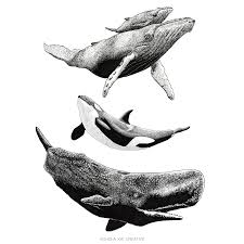 Whale Love Art Print Whale Illustration Whale Artwork Whale Drawing
