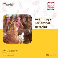 Jam jam puyuh bertelur secara drastis. Pertanyaan Konsultasi Ternak Dari Pt Medion Farma Jaya Facebook