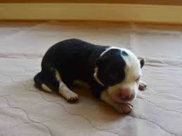 Find the perfect puppy for sale in hank is one of seven bull terriers in his litter and looking to find the perfect owner to bring him home. Pin On Web Pixer