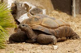 Aldabra Giant Tortoise - A-Z Animals