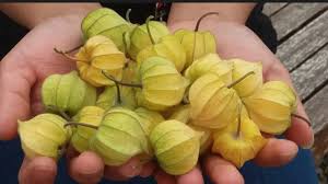 Simak bagaimana kondisi yang normal dari frekuensi, warna, dan tekstur kotoran bayi di sini. Sering Tumbuh Liar Di Semak Dan Sawah Harga Buah Ini Setelah Masuk Swalayan Bikin Melotot Surya Malang