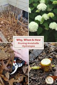 How do you deadhead lilacs? Why When And How To Prune Annabelle Hydrangea Tamara Tamawi Horne Annabelle Hydrangea Planting Hydrangeas Hydrangea Care