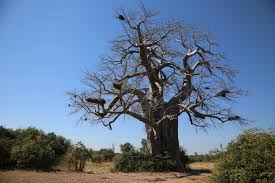 Image result for Adansonia digitata