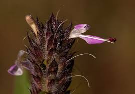 Image result for Dicliptera carvalhoi
