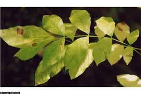 Image result for Landolphia foretiana