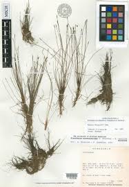 Image result for Eleocharis confervoides