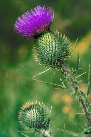Pin On Gardens For Butterflies
