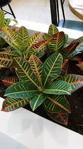 Image result for Croton kilwae