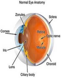 American heritage® dictionary of the english. Eye Treatment In Bangalore Uveitis And Ocular Inflammation Symptoms Of Uveitis
