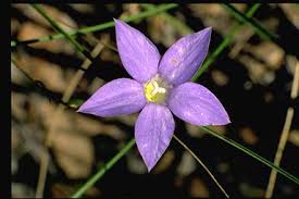 Wahlenbergia stricta dwarf, tufted, herbaceous perennial with small leaves and stunning double royal blue flowers. Wahlenbergia Stricta Subsp Stricta Oe29m166484 056 2 Jpg