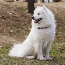 Standard, bronze, silver, gold, and platinum. Samoyed Puppies For Sale Adoptapet Com