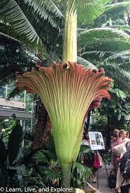 Corpse Flower Dc Best Flower Wallpaper