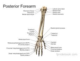 Image result for Hand Anatomy
