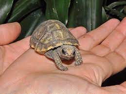 Dieser soll sie und das zuhause vor dem bösen beschützen. Niedliche Schildkroten Babys Im Haus Des Meeres Geschlupft Vienna Online