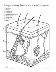 My skin was brown, and people said i was black. Draw A Well Labelled Diagram Of A Skin Explore Schematic Wiring Diagram