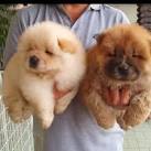 Chow Chow Puppies for Sale - PuppyFind