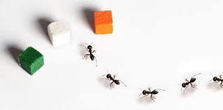 Black Ant Sugar Ant Bites Pictures Pin On Into The Garden Bugs Critters